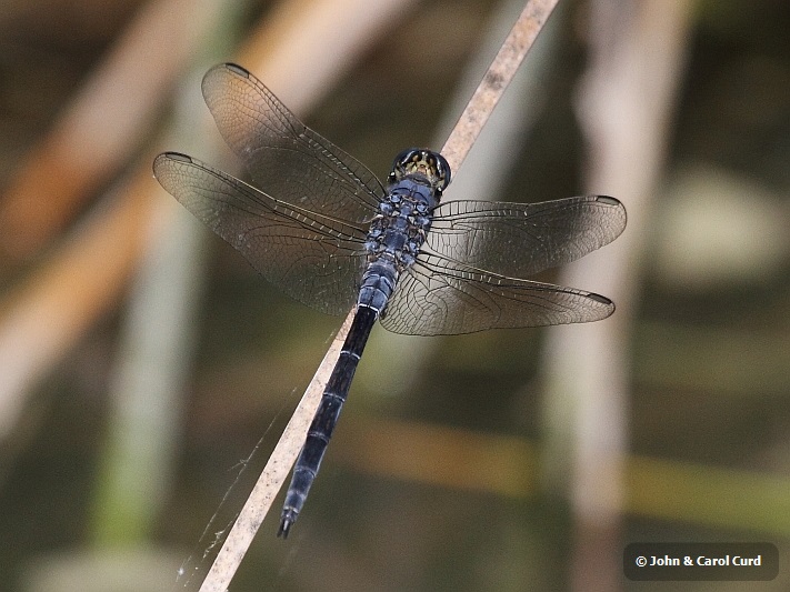 J17_1433 Orthetrum trinacria male.JPG